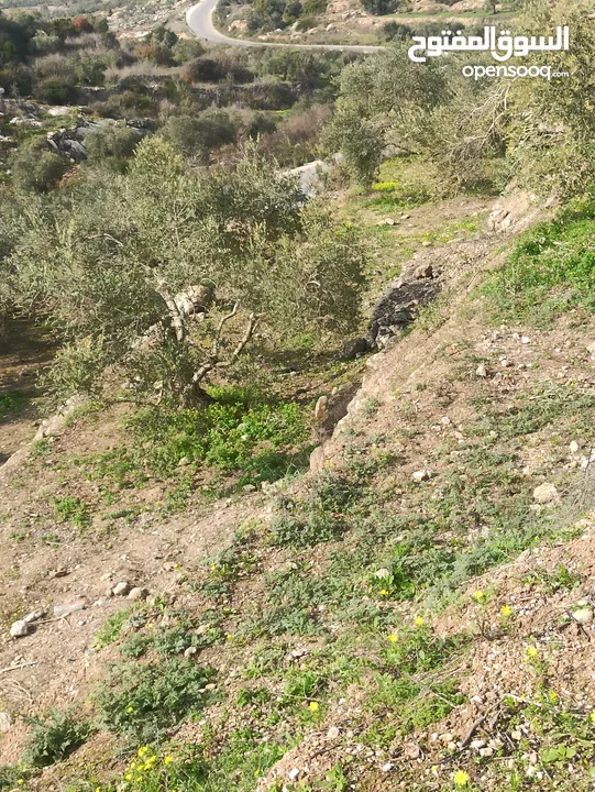 ارض زراعيه في بلعا دير الغصون