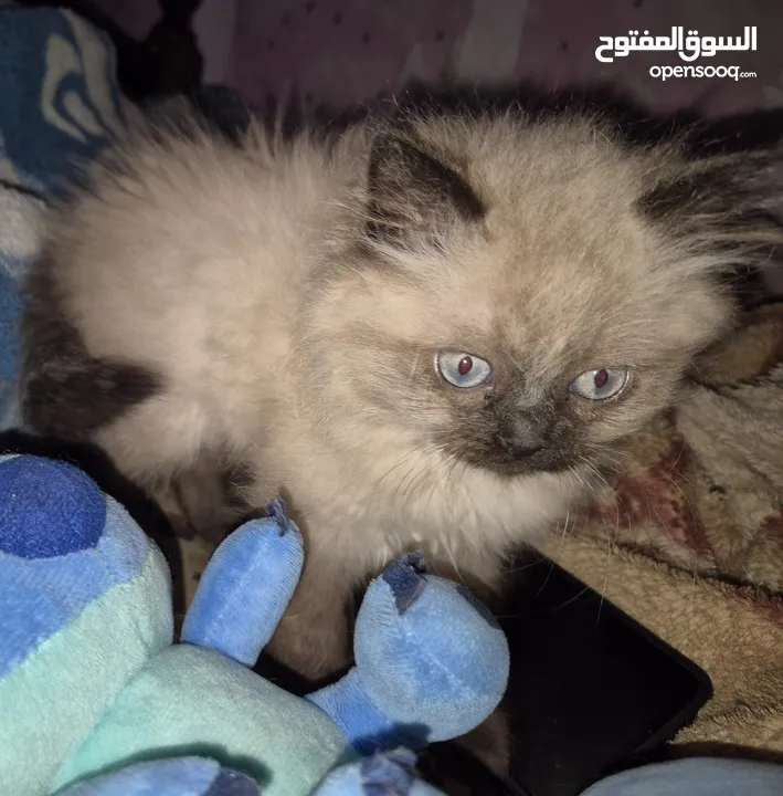 قطط ذكور عمر 3 اشهر واحد همالايا شوكليت بلو بوينت وواحد بريتش ريد عيون خضراء والاتنين شعر طويل ناعم