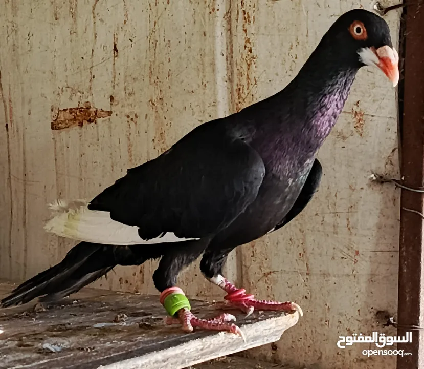 حمام نخب الماني جواز وفردات