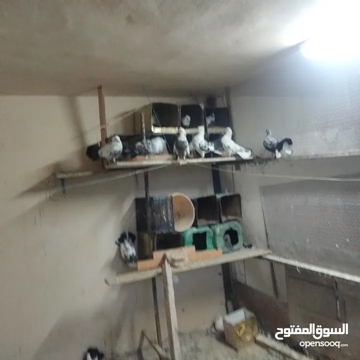 حمام للبيع