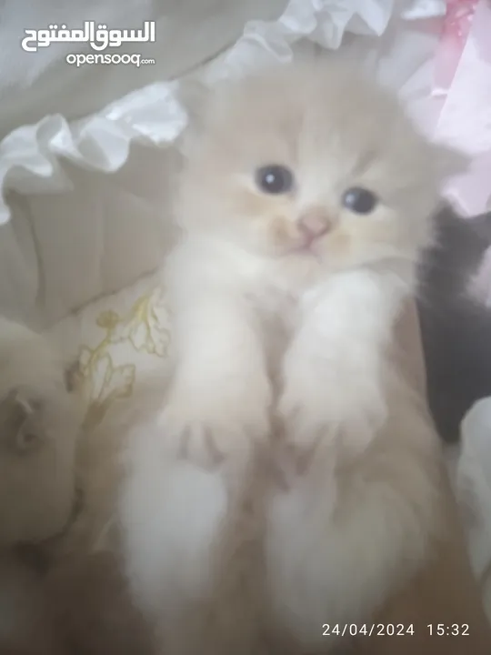 beautiful fluffy kitten