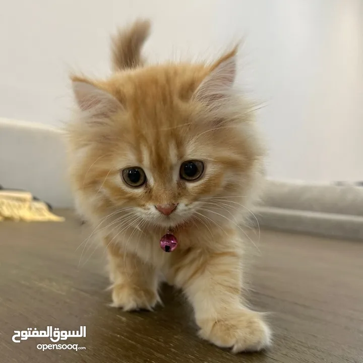 Baby Kittens persian mix himalayan breed