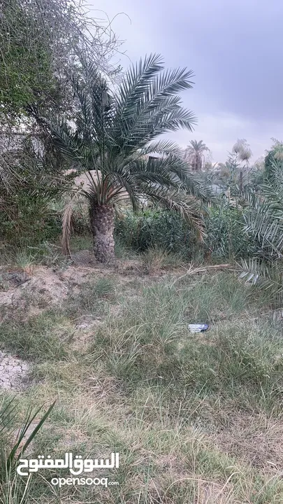 بستان دونم للبيع طابو عراقي تحويل