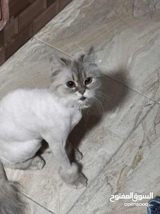 قطةصغيرة للبيع محتاجة اهتمام ورعاية
