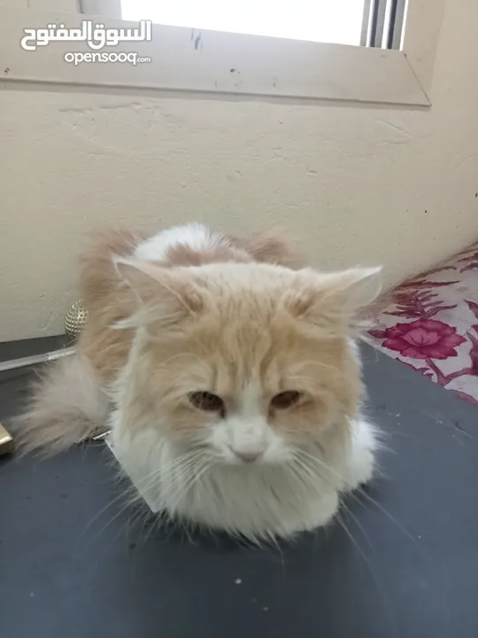 Cute Persian cat female
