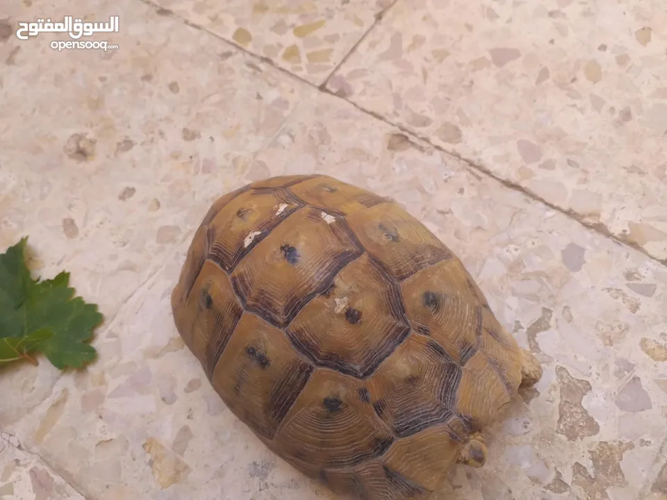 حيوانات اليفه وجميله سبحان الله