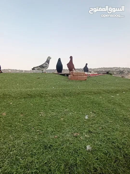 حمام بيع مستعجل للبيع
