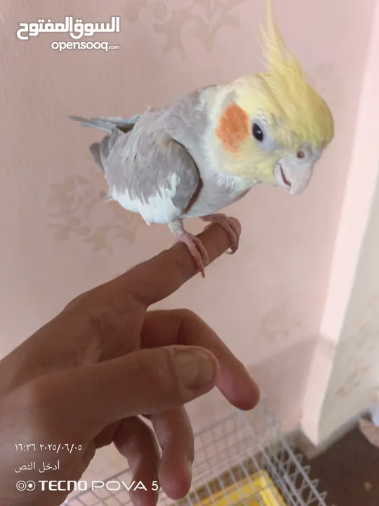 طائر كوكتيل اليف 100% مع قفص كاسكو