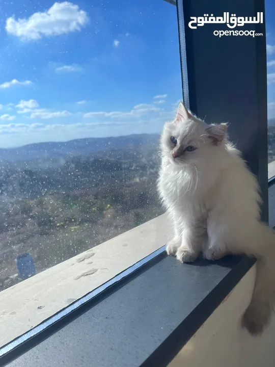 قطط شيرازي للبيع
