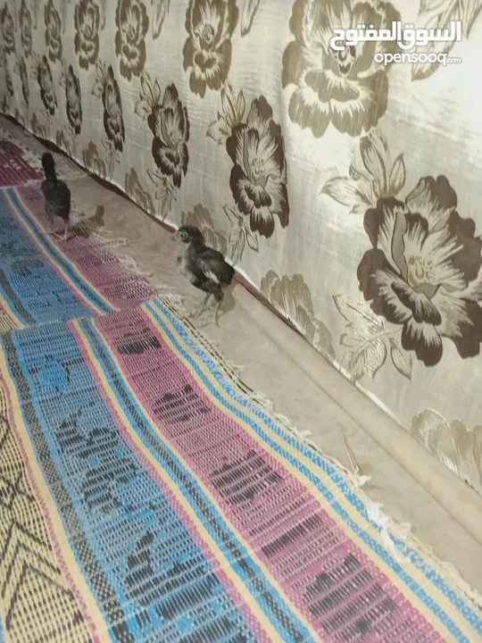صيصان باكستاني اصلي