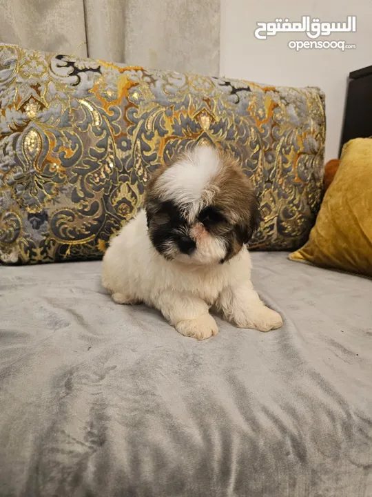 shih tzu puppies