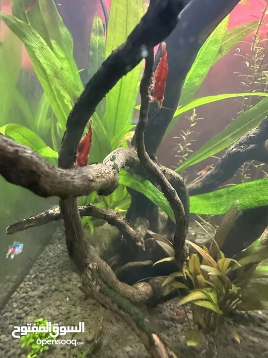 Cherry shrimp for sale yellow and red