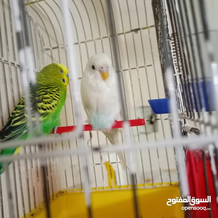 جوز عصفير حب البيضه انثا والاخضر ذكر  مع قفص وكوخ