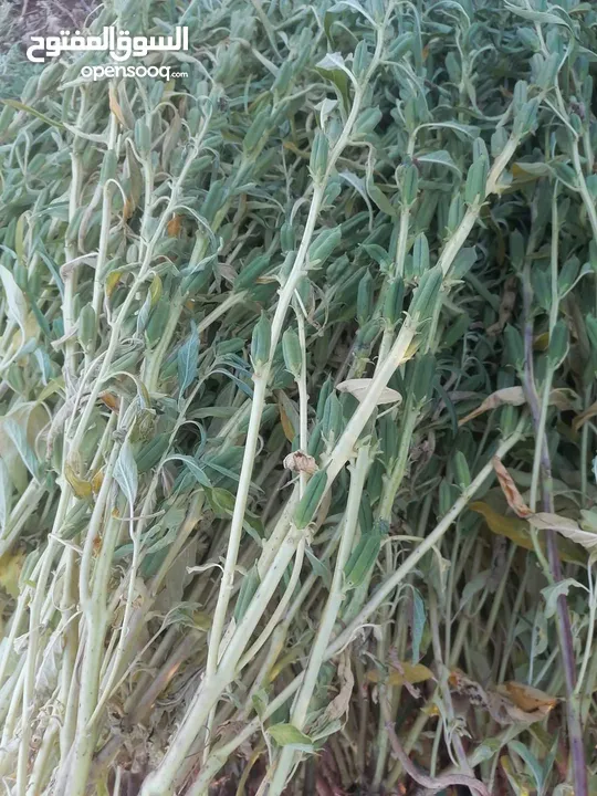 جميع انواع الزعتر البلدي والسماق والسمسم البلدي