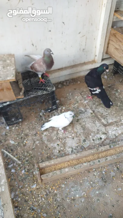 pakistani pigeons