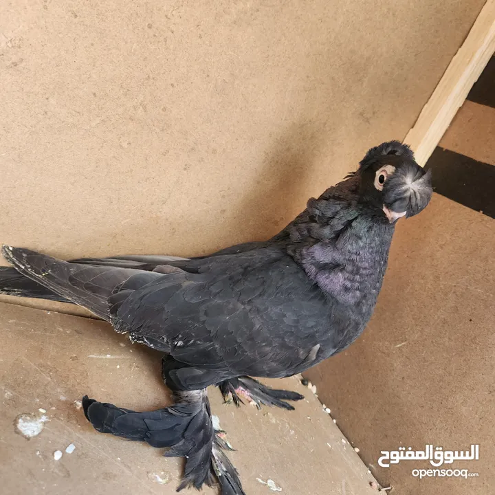 متاح جواز ازبك بزره الماني