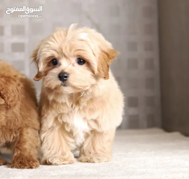Maltipoo  جراء مالتيبو