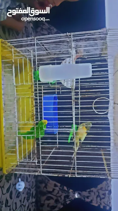 بسم الله الرحمن الرحيم كنار جوز شغال