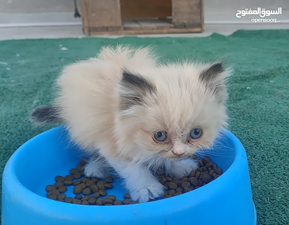 ذكر‎ راغدول عمر شهرين
