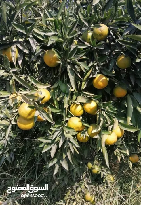 مزرعه مثمره للبيع