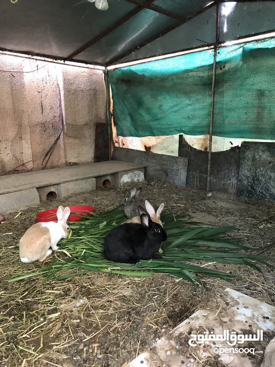 ارانب عمانية منتجه للبيع