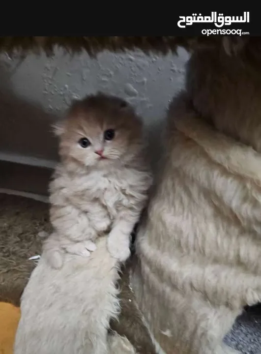 قط ذكر شعر طويل أطراف قصيره لون كرميل مميز العمر 3 أشهر