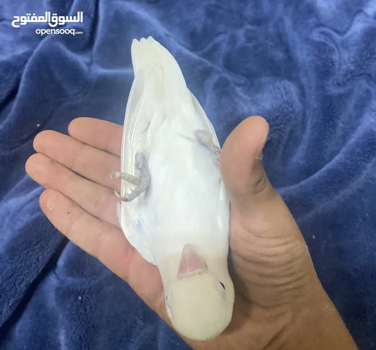 ذكر روز أليف جدا مستحيل يعض امن عل أطفال شغال لون البينو