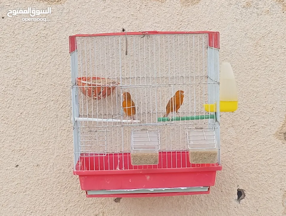 جوز كرزي وطيرة بيضا اقرأ الوصف