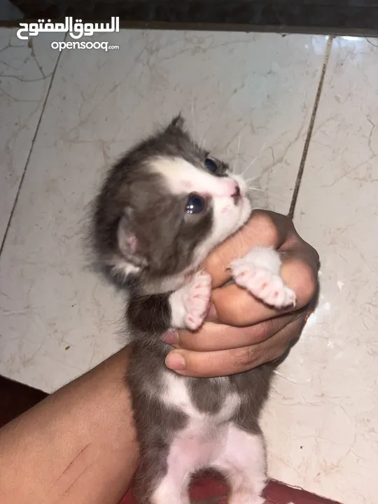 جميل العبادي