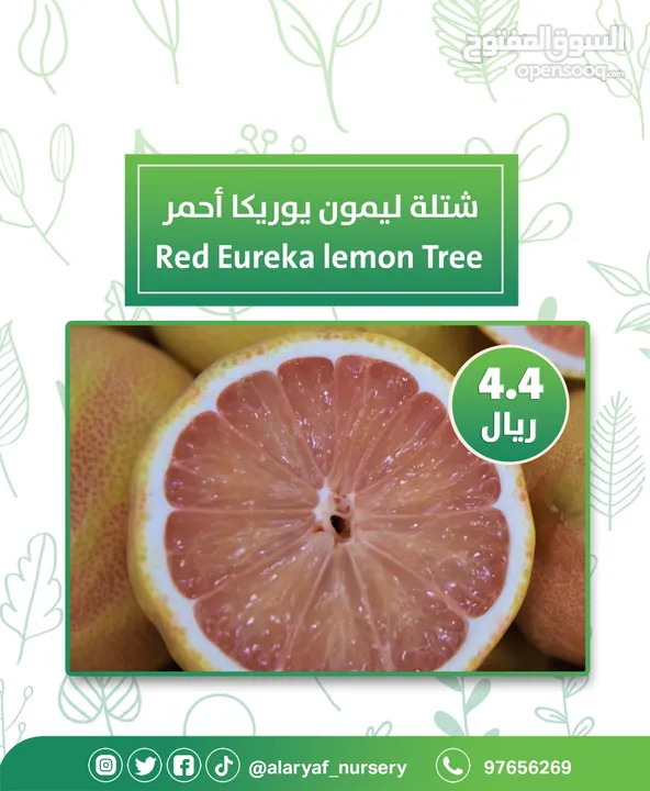شتلات وأشجار الليمون لیموں من مشتل الأرياف  أسعار منافسة  الأفضل في السوق