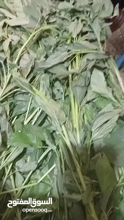 ملوخيه للتواصي