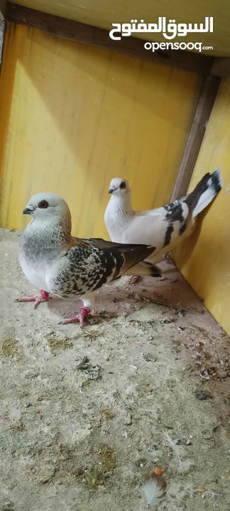 الحمام البيع في السلط
