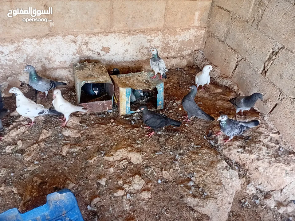 متاح سبع جواز زواجل ومراسليات