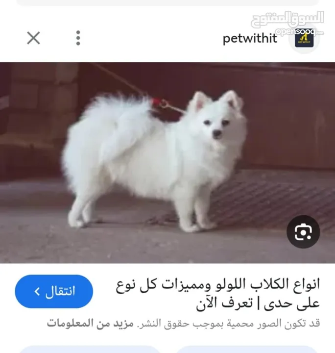 كلب لولو فوكس لعمر سنه