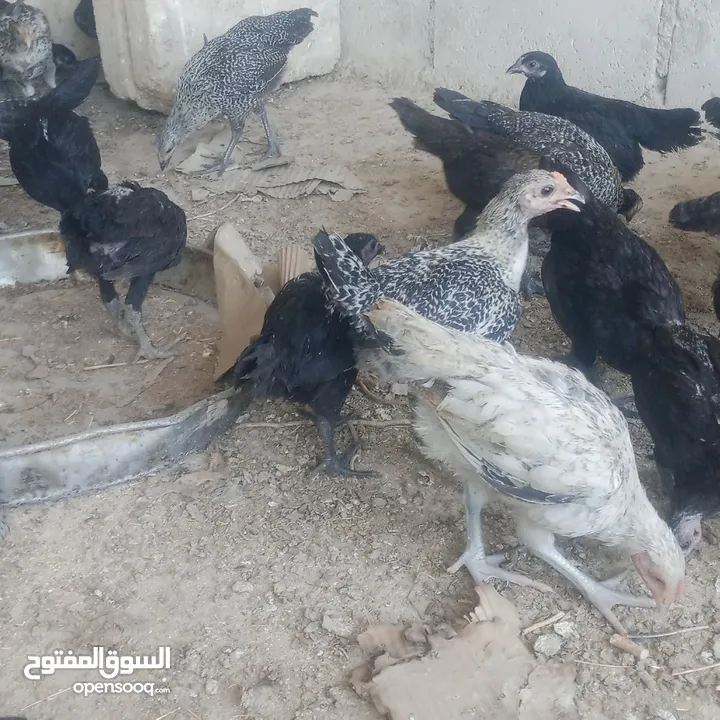 بسم الله فرخات نخب اول