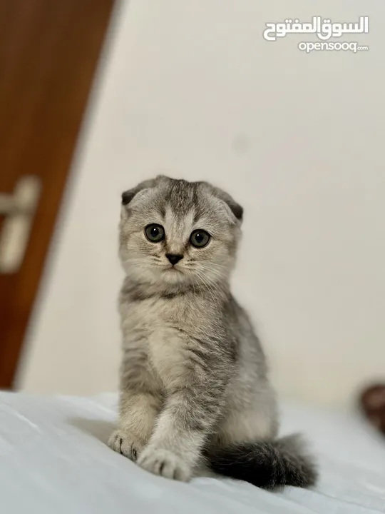 Pure Scottish fold kittens for sale