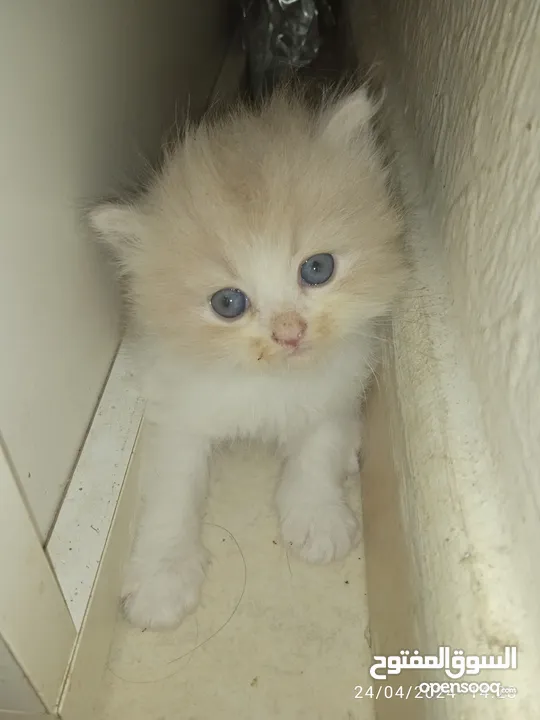 beautiful fluffy kitten