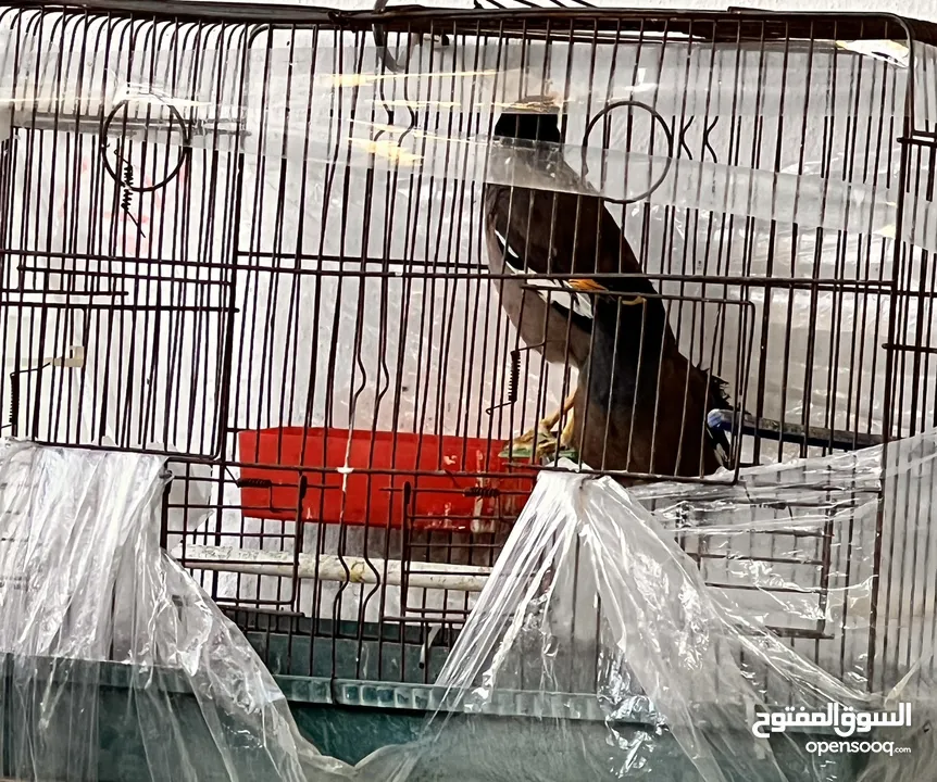 جوز طائر المينا اقرأ الوصف