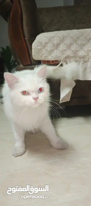 قطه شيرازي عمر سنه عيون حمر نادره موجوده في نابلس للتبني بشروط