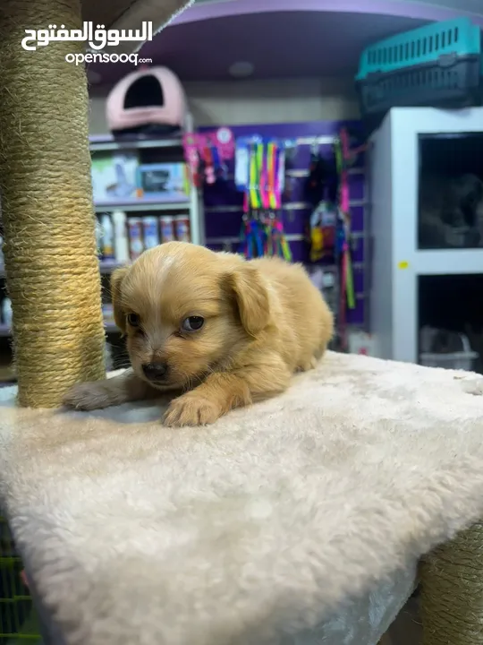 Mini golden retriever puppies