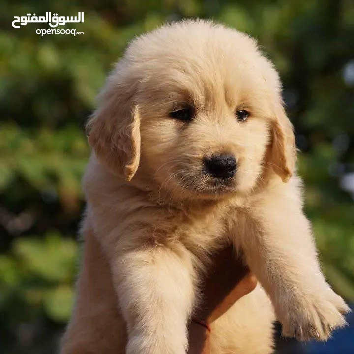 جولدن ريتريفر بريطاني آصلي  Golden retriever pure اعلى مستوى في الشرق الاوسط