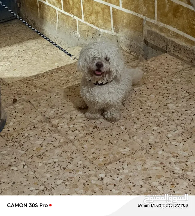كلب جيد نوع مالتيز