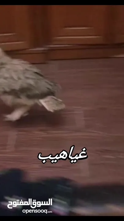 بوم فراخ  عقابي اوراسي اليف  بوم مقزم اليف سعره 40  وخدمة توصيل