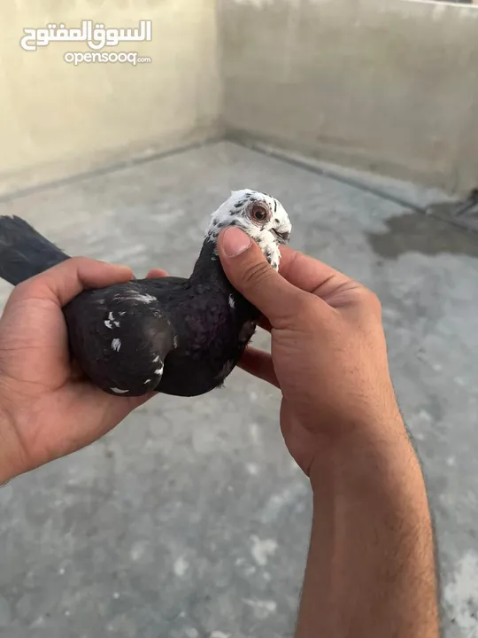 تنظيف سطح جوزين بسعر حرق