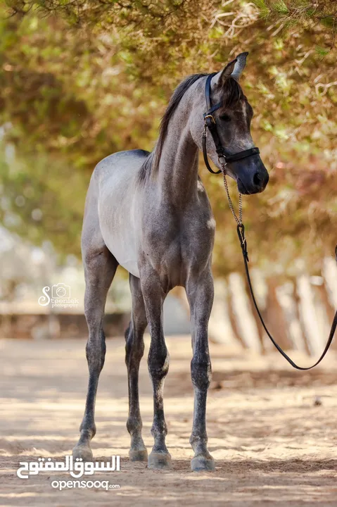 مهرة عربية مسجلة