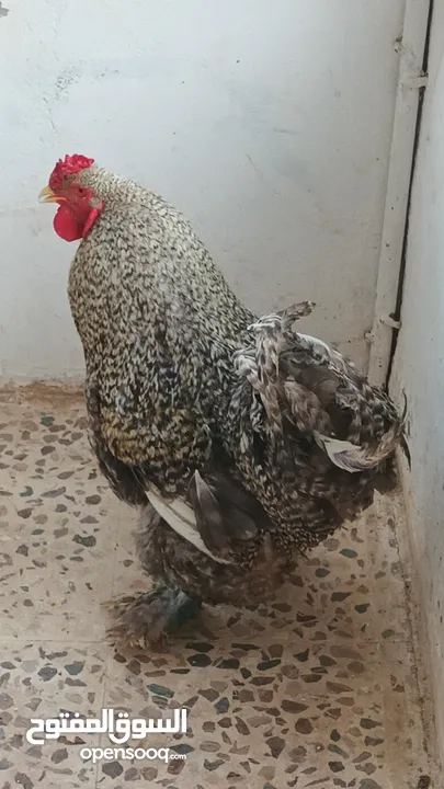 ديوك براهما بيور