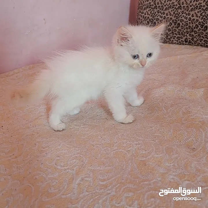 تواصل واتساب  " قطط سكوتش ستريت وهملايا "