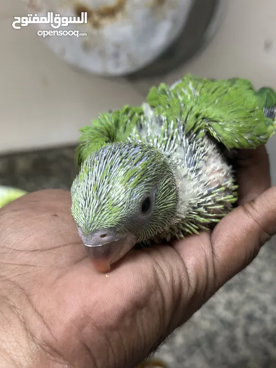 Indian Ring Neck Parrot baby