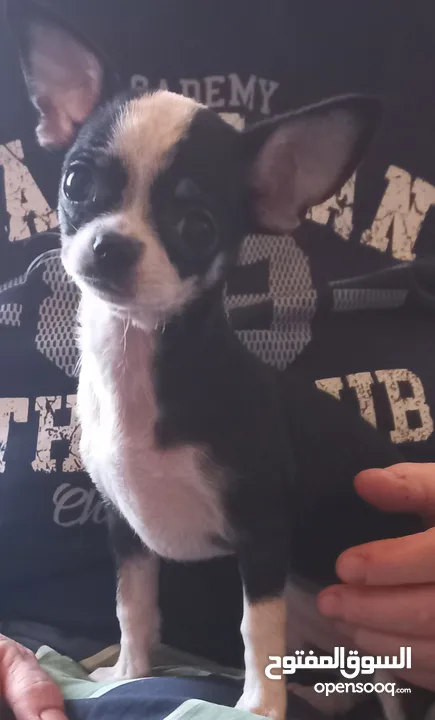 Small Female Chihuahua