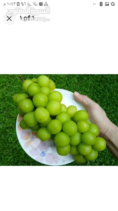 أقلام و بذور العنب الصيني الفاخر shine muscat grape